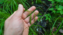 Carex gracillima