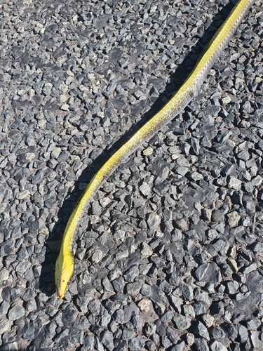 Common Tree Snake sighting