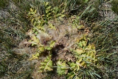 Cirsium scariosum congdonii