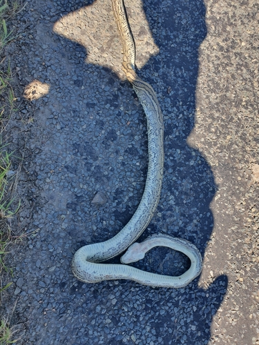 Coastal Carpet Python sighting