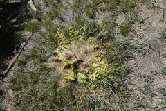 Cirsium scariosum congdonii