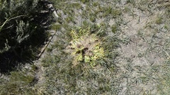 Cirsium scariosum congdonii