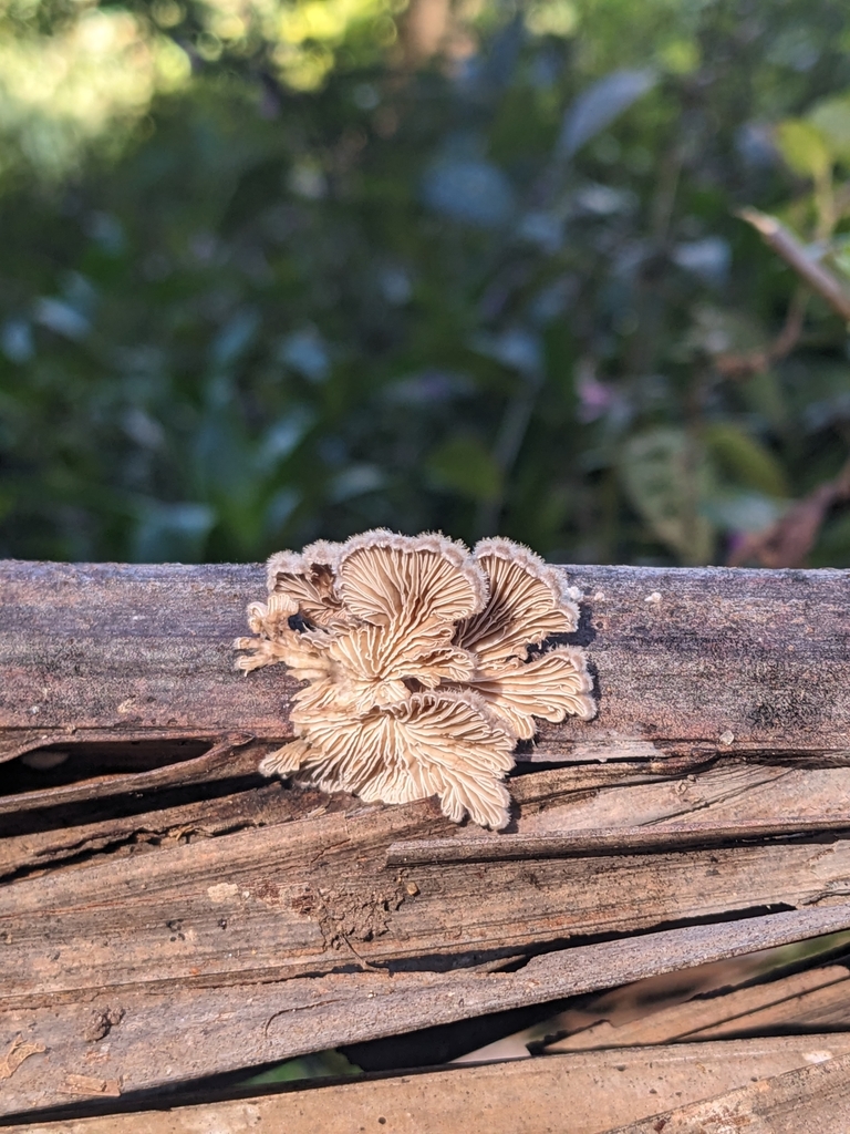 Schizophyllum commune · May 2025 · photo: © ratbagplant (iNaturalist, cc-by)