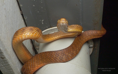 Brown Tree Snake sighting