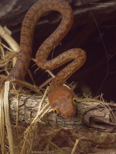 Brown Tree Snake sighting