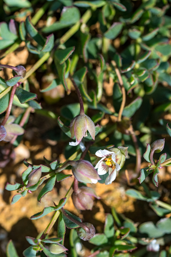 Roepera sessilifolia (Roepera sessilifolia)