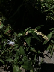 Persicaria