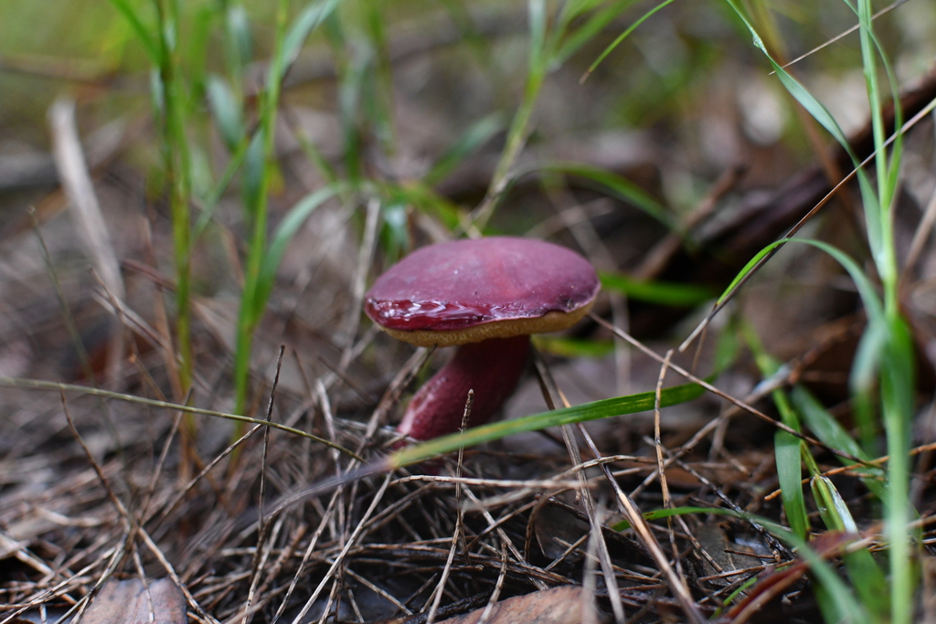 Boletellus obscurecoccineus · May 2025 · photo: © em_lamond (iNaturalist, cc-by)