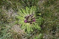 Cirsium scariosum congdonii
