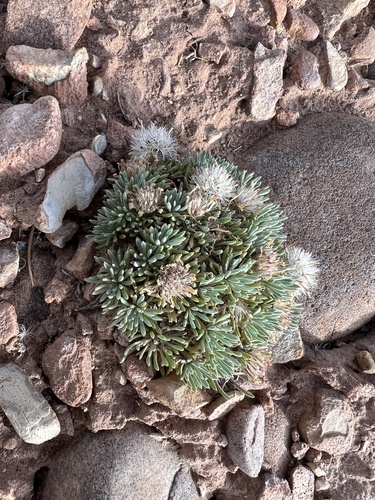 Uinta Basin Ground-Daisy (Townsendia mensana)