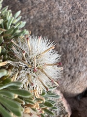 Townsendia mensana, photograph (c) Jared Shorma, some rights reserved (CC BY)