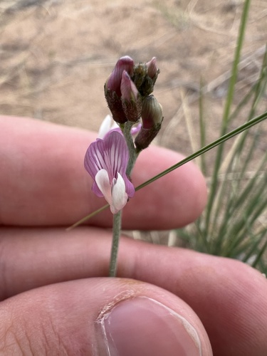 Duchesne Milkvetch (Astragalus duchesnensis)