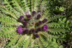 Cirsium scariosum congdonii