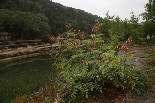 Image of Amorpha roemeriana by (c) Reid Hardin, some rights reserved (CC BY)