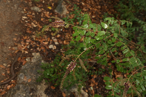 Image of Amorpha roemeriana by (c) Reid Hardin, some rights reserved (CC BY)
