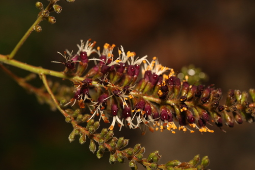 Texas amorpha (Amorpha roemeriana)