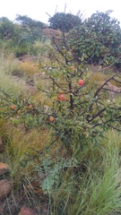 Ximenia caffra caffra