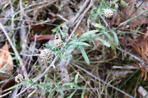 Image of Calocephalus lacteus by (c) Elspeth Swan, some rights reserved (CC BY)