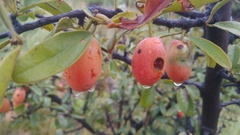 Ximenia caffra caffra