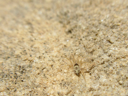 Oecobius affinis