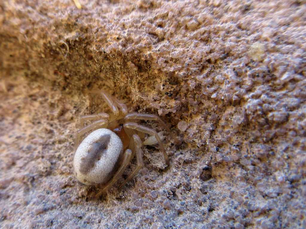 Uroctea limbata