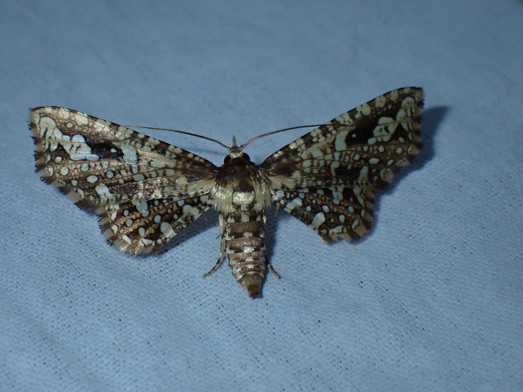 Rhodoneura glaphyralis