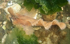 Nautichthys oculofasciatus