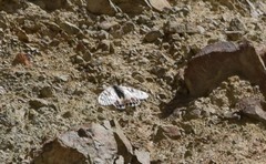 Parnassius charltonius