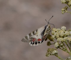 Parnassius charltonius