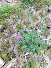 Centaurea nemoralis