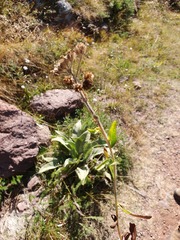 Achillea lingulata