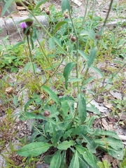 Centaurea nemoralis
