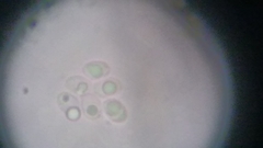 Fuscoporia ferruginosa