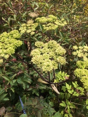 Angelica triquinata