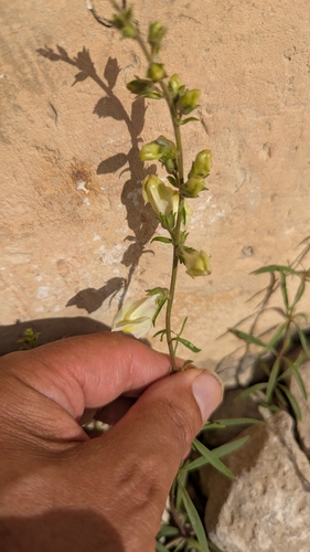 Antirrhinum siculum (Antirrhinum siculum)
