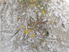 Cleomella parviflora