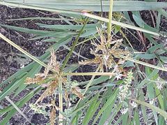 Cyperus iria