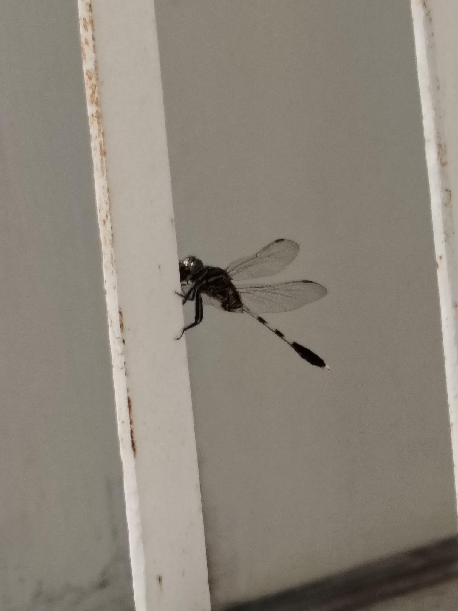 Slender Skimmer