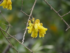 Sophora microphylla