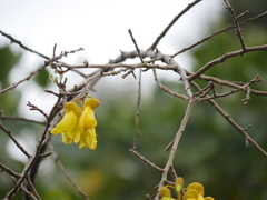 Sophora microphylla