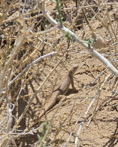 Mojave Fringe-toed Lizard, Uma scoparia