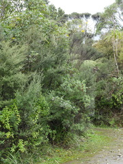 Sophora microphylla
