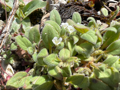 Eisen's Phacelia (Phacelia eisenii)