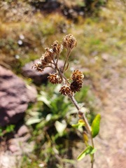 Achillea lingulata
