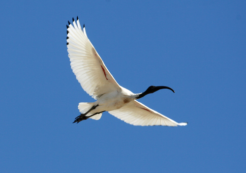 Australian Ibis, photo 7 of 10