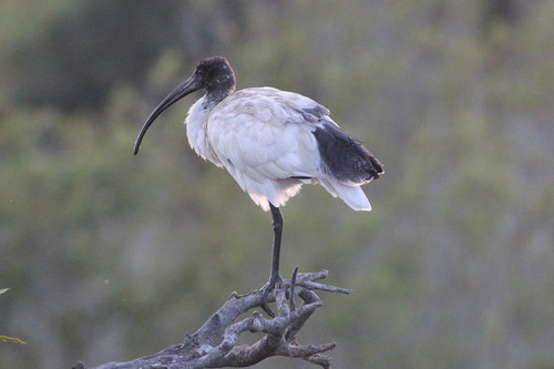 Australian Ibis, photo 8 of 10