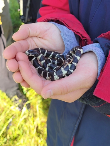 iNaturalist observation photo of California King Snake