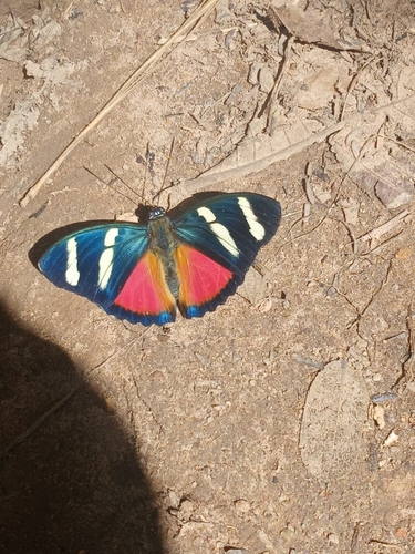 Euphaedra zaddachii crawshayi