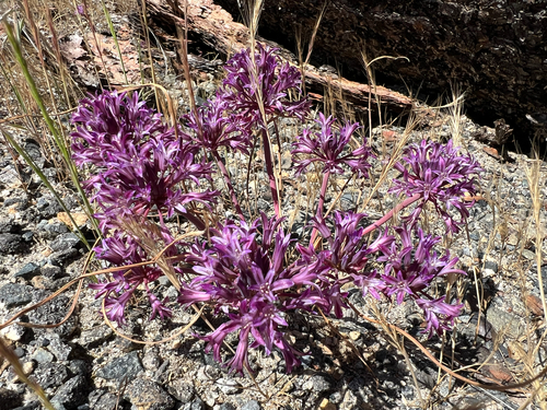 Abrams' allium (Allium abramsii)