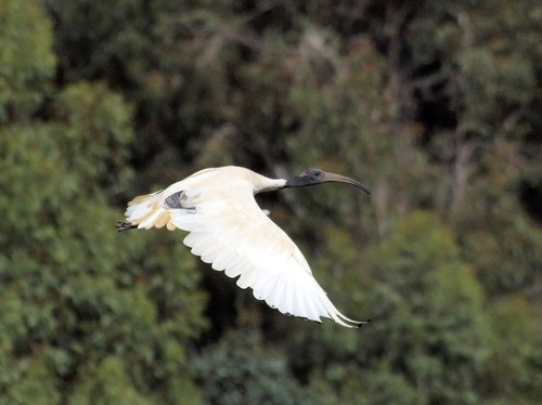 Australian Ibis, photo 5 of 10